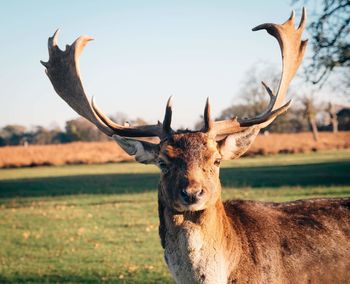 Portrait of deer on field