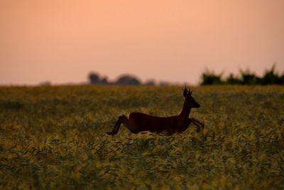  roebuck running on field during sunset