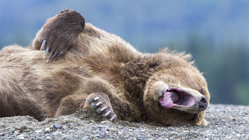 Close-up of bear yawning