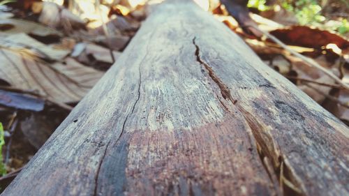 Close-up of tree trunk in forest
