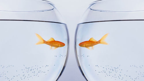 Close-up of orange glass over water against white background