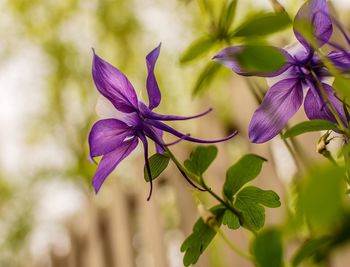 Close-up of purple flowering plant