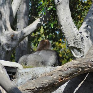 Low angle view of monkey sitting on tree trunk