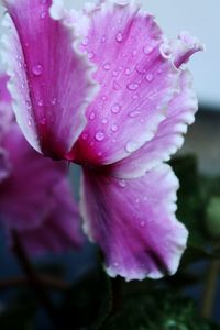 Close-up of wet pink flower