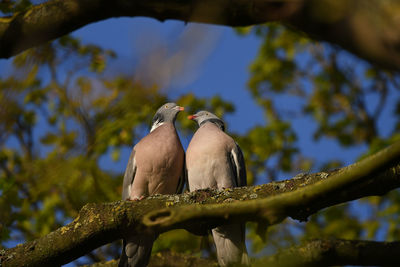 Low angle view of birds perching on tree