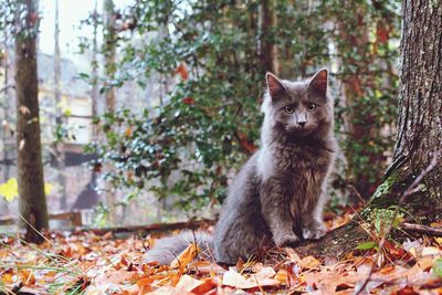 Portrait of cat against trees during autumn