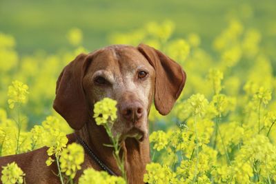 Portrait of dog on field