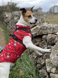 Dog with red coat