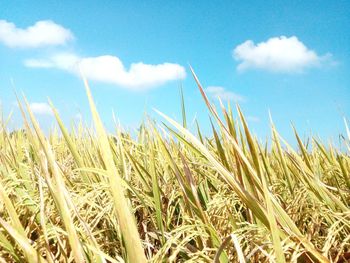 Low angle view of wheat field against sky