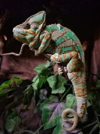 Close-up of a lizard