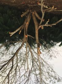 Close-up of tree against sky