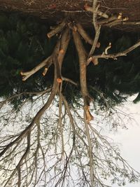 Close-up of tree against sky