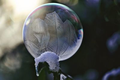 Close-up of bubble against blurred background