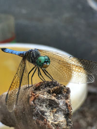 Close-up of dragonfly