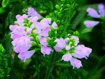 Close-up of purple flowers blooming outdoors