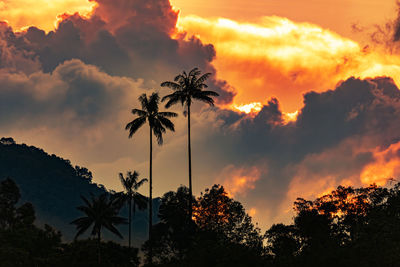 Low angle view of trees against sky during sunset