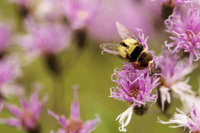 Close-up of bee pollinating on lavender