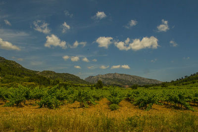 Scenic view of field against sky
