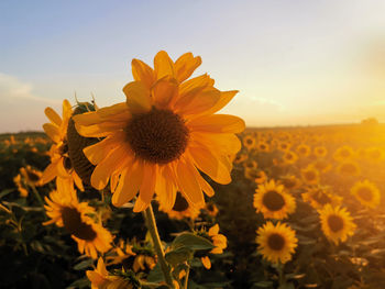 Close-up of sunflower on field against sky