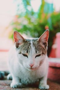 Close-up portrait of cat sitting outdoors