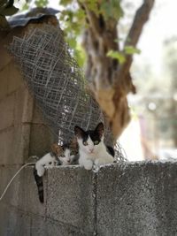 Portrait of a cat