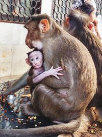 Monkey sitting on a young man looking away