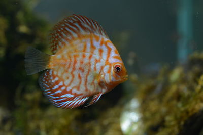 Close-up of fish swimming in sea