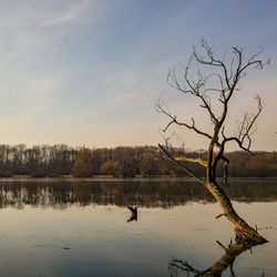 Bare tree by lake against sky