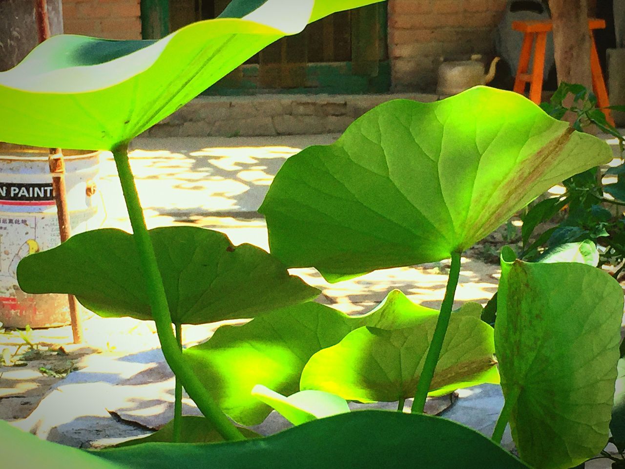 leaf, green color, plant, growth, potted plant, pond, leaves, water lily, sunlight, nature, day, outdoors, front or back yard, water, high angle view, no people, growing, freshness, green, lotus water lily