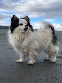 White dog standing on road