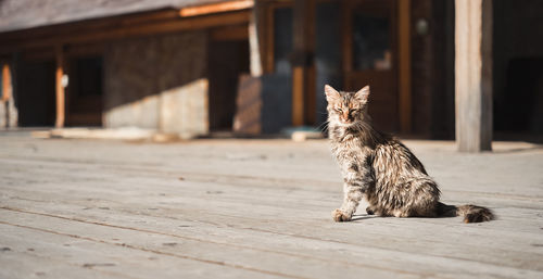 A young cat sits on a wooden platform and squints from the bright sun, copy space. 