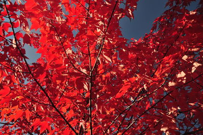Low angle view of maple tree