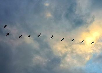 Low angle view of birds flying in sky