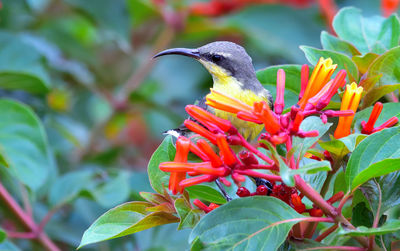 Close-up of hummingbird on flower