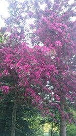 Low angle view of pink flowers on tree