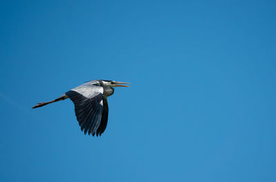 Low angle view of bird flying against blue sky
