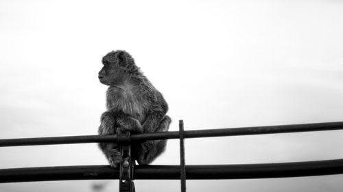 Close-up of monkey perching on railing against sky