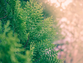 Close-up of pine tree