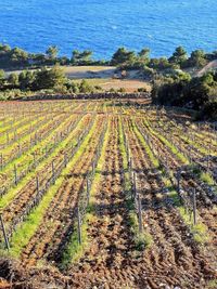 Scenic view of vineyard