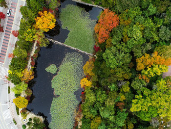 High angle view of flowering plants by trees during autumn