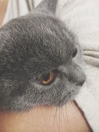 Close-up portrait of cat