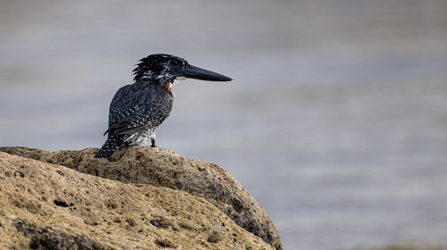 Close-up of bird perching on rock