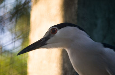 Close-up of bird