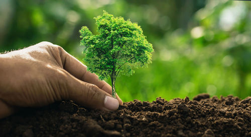 Midsection of person holding plant in mud