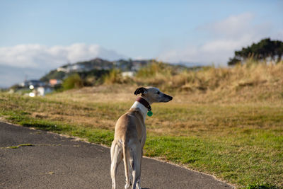 Majestic long boy