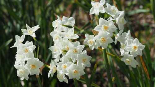 Close-up of white flowering plant in park