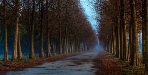 Road amidst trees in forest