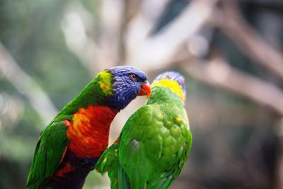 Close-up of parrot perching