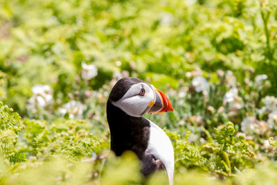 Puffins on skomer island of the coast of pembrokeshire 