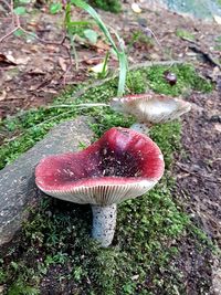 High angle view of mushroom on field